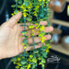 تصویر کوچک آویز بوته شمشاد دو مدل