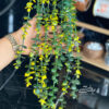 تصویر کوچک آویز بوته شمشاد دو مدل